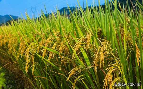 真正的鱼米之乡是哪里,鱼米之乡到底是哪里