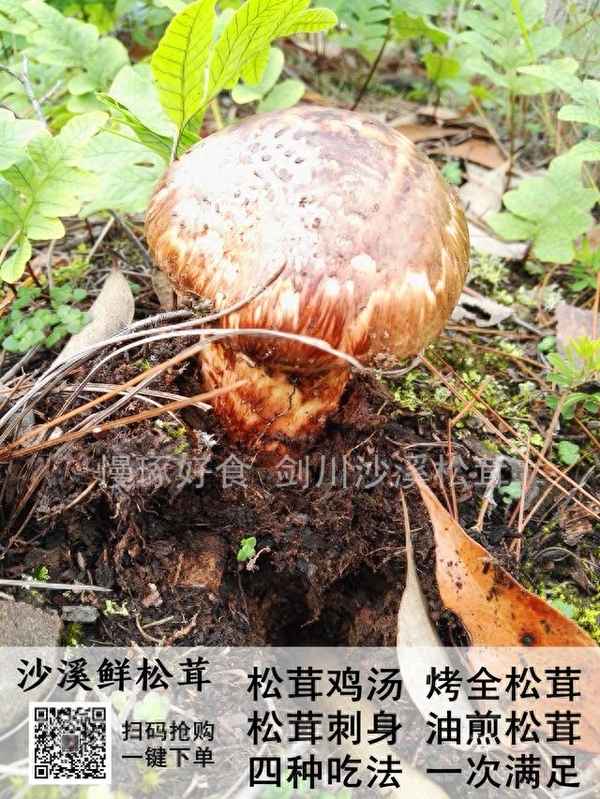 中國最頂級松茸產(chǎn)地在哪里_吃松茸的七大禁忌