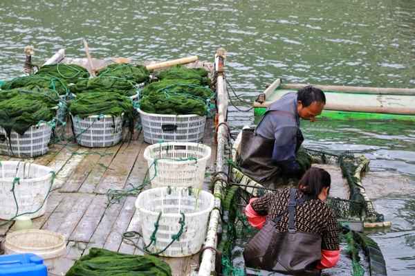 海苔花生哪里的特產、海苔花生什么牌子好吃