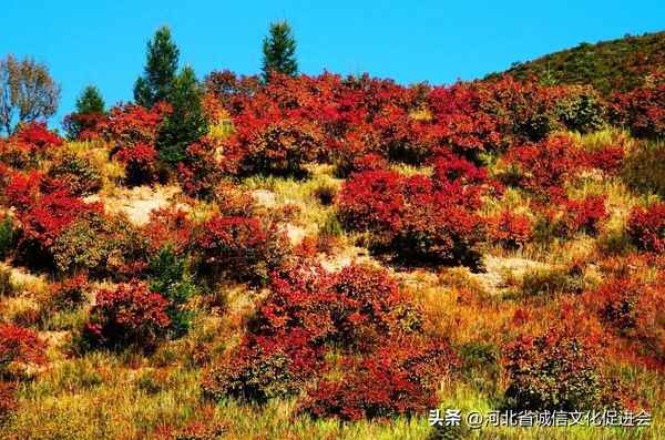 芰荷叠映蔚 水木湛清华含义、芰荷映水什么意思