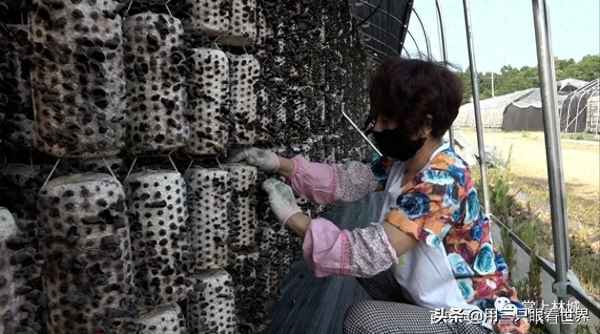 黑龍江省木耳價格行情、黑龍江黑木耳價格