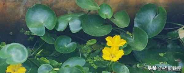 形容菜贵吃不起的句子,形容菜贵怎么发朋友圈