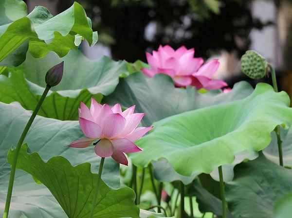 风很美表达了作者怎样的感情-风很美表达了作者怎样的感情和情感