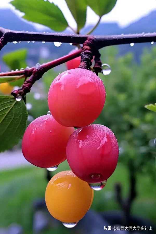 女方家长婚礼致辞简短_女方代表婚礼致辞简短大气