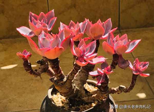 不锈钢阳台外悬空花架—阳台外安装的不锈钢花架安全么