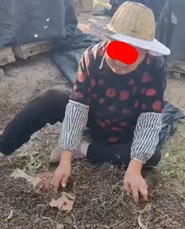 60箱蜜蜂被指遭人投毒一夜死光_蜜蜂投毒告破案例
