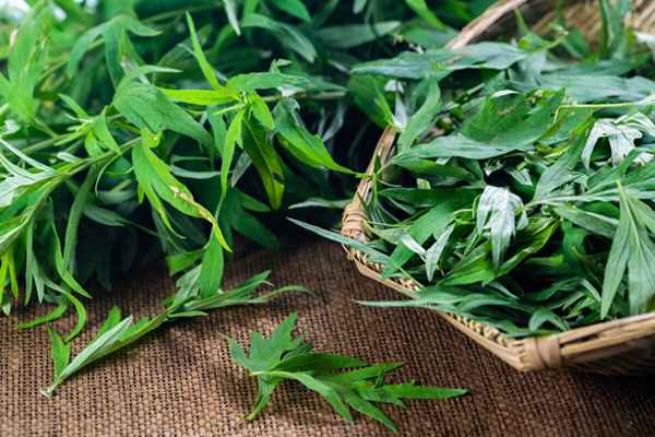 100种野草名字及图片;农村100种草药