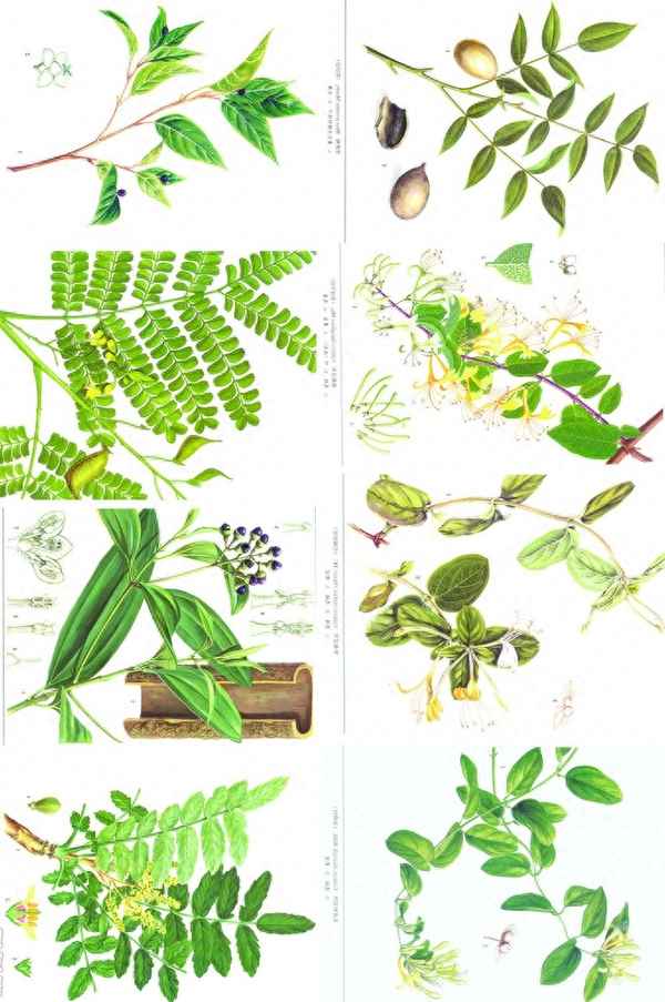 五味写了哪几种味道、五味课文分析