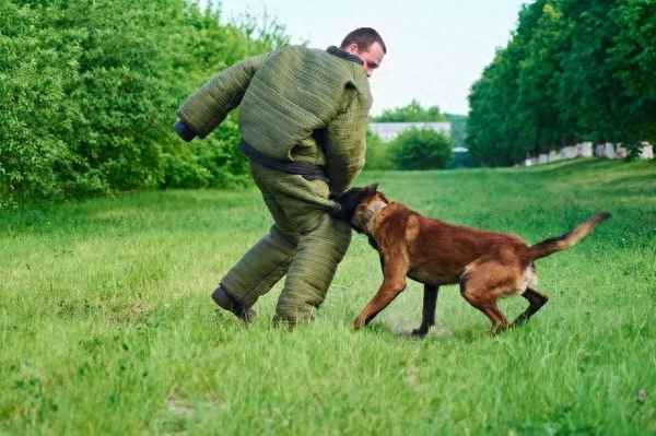 小区狗咬人责任判定,小区狗咬人责任判定案例