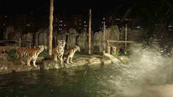 新加坡夜間動物園觀光車-新加坡的夜間動物園游記