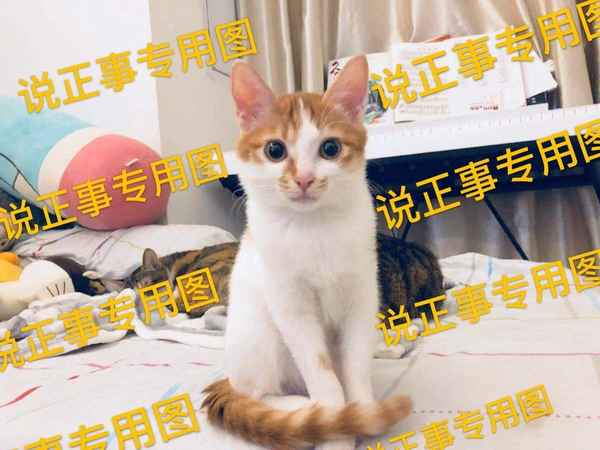 健康貓圖片-健康貓是啥