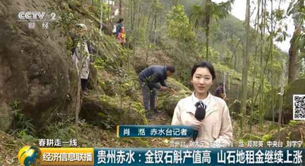 财经台石斛—中央电视台石斛报道