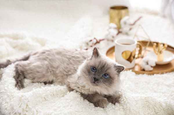 動物健康證,動物健康證明書