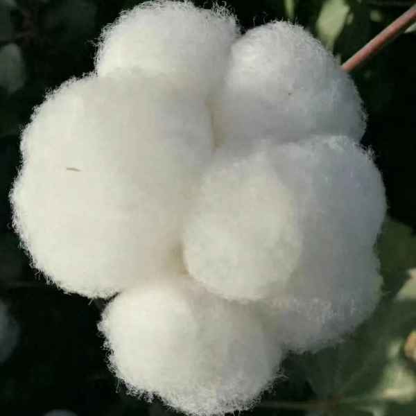 郑棉期货今日实时价格走势图实时_郑棉期货行情价格