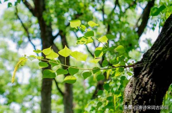 夜晚的知了怎么描寫_形容知了的優美句子