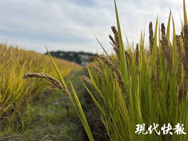 江蘇幾月份種水稻—江蘇的水稻什么時候成熟