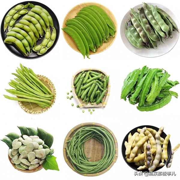 肉豆菜是哪些豆科植物—肉豆菜是哪些豆科植物類(lèi)