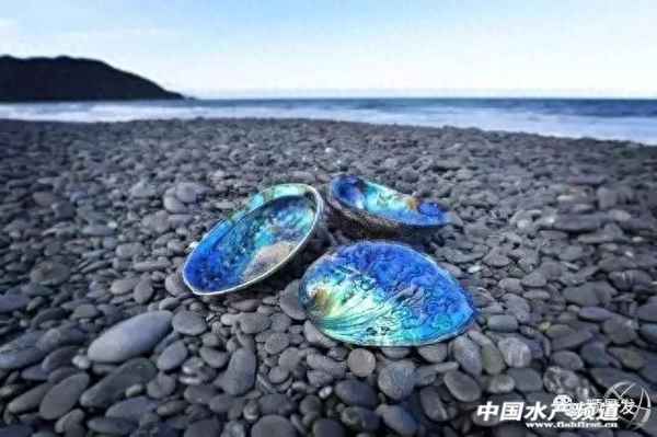 鮑魚(yú)哪里產(chǎn)地最好-鮑魚(yú)哪里產(chǎn)地最好的