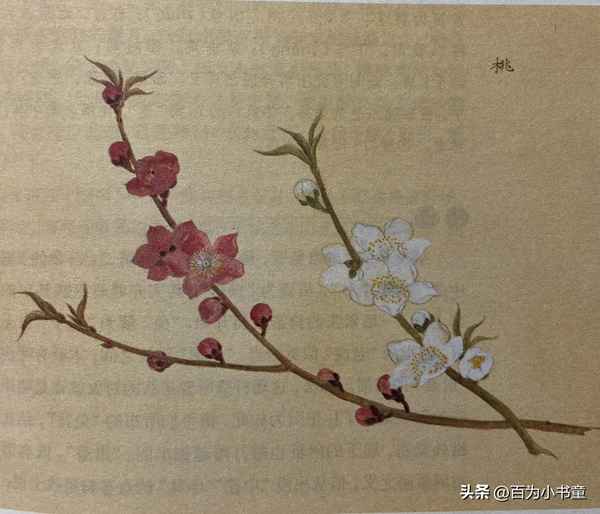 周南桃夭原文及翻译,诗经·桃夭全文解释