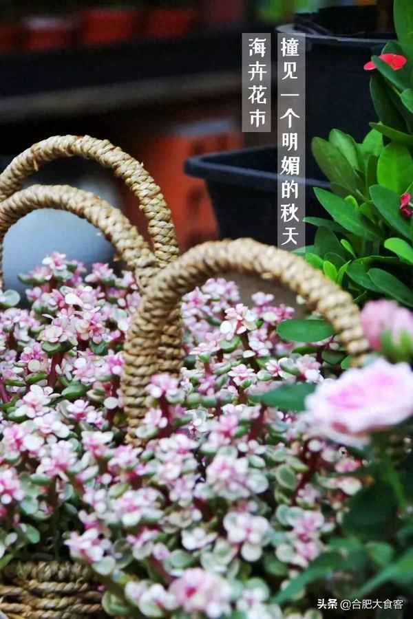 合肥绿植批发市场在哪里,合肥卖绿植的地方