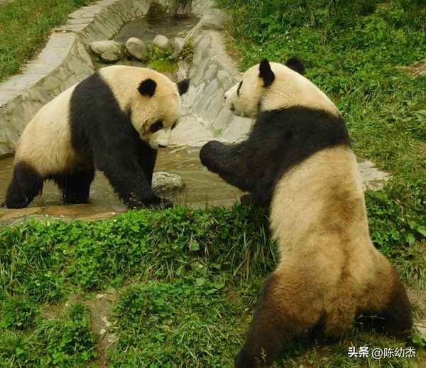 卧龙中华大熊猫基地在哪里-卧龙大熊猫基地在哪儿