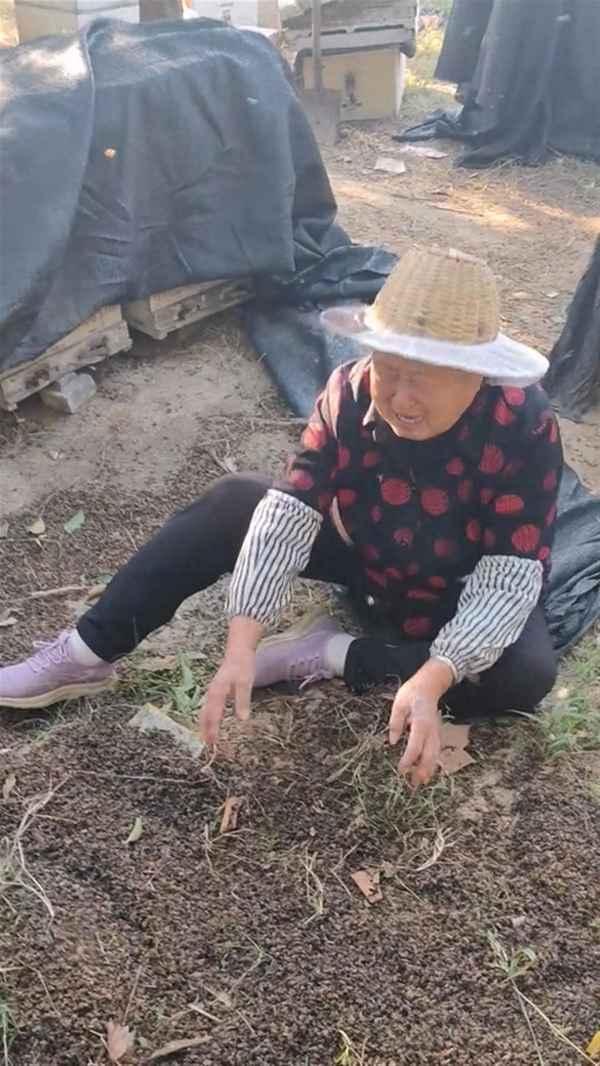 蜂农如何防止蜜蜂被投毒-怎样预防蜜蜂的天敌