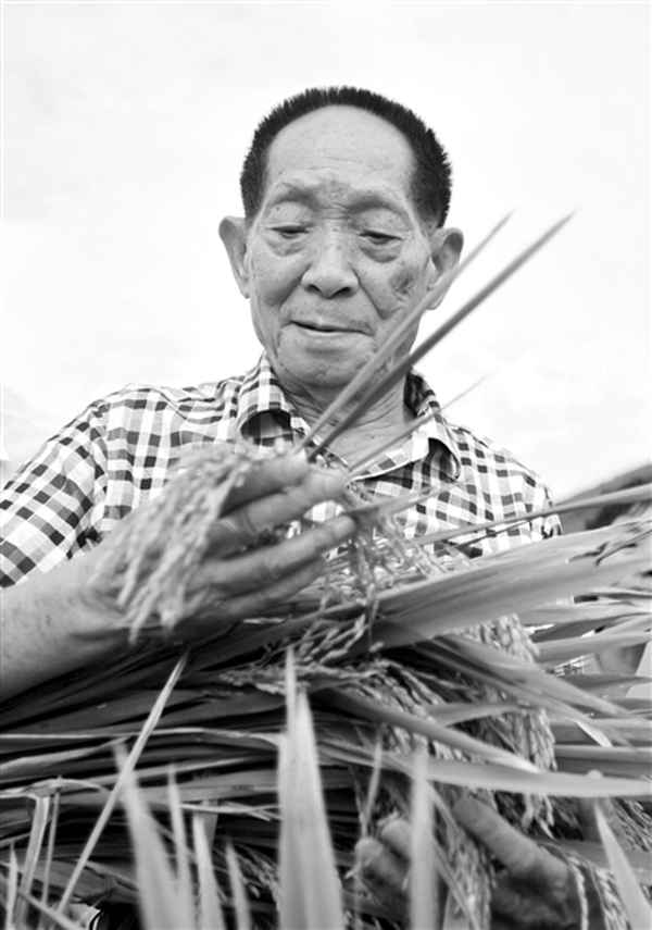 三亞雜交稻研究基地,三亞雜交水稻的發源地位置
