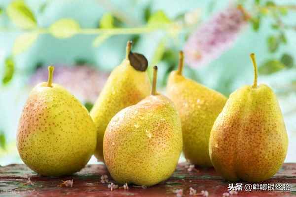 蒸梨用什么梨比較好;蒸梨用啥梨
