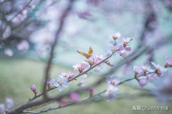草树知春不久归的下一句,草树知春不久归什么意思