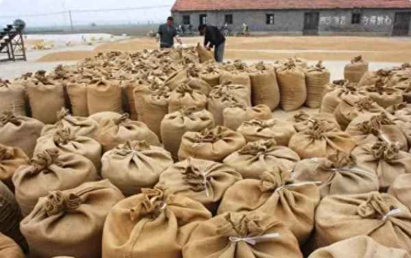 水稻期货实时行情,水稻期货实时行情最新