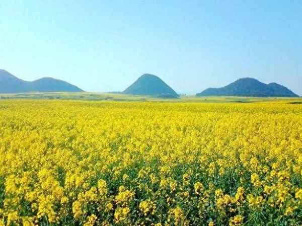 江畔独步寻花诗意(江畔独步寻花诗意简短20字)