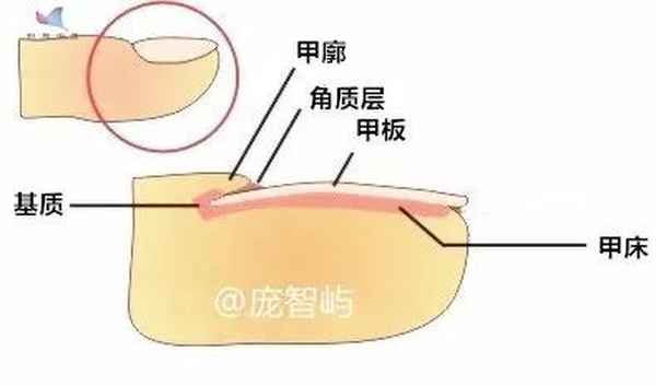 指甲很大的原因是什么、指甲越来越大
