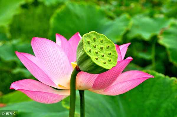 白居易10首必背诗,二年级唐诗必背30首