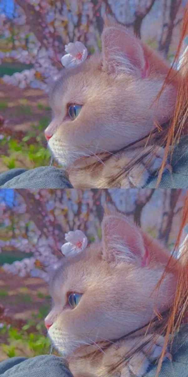 呼吁文明養(yǎng)犬的文案_呼吁文明養(yǎng)犬的文案主題
