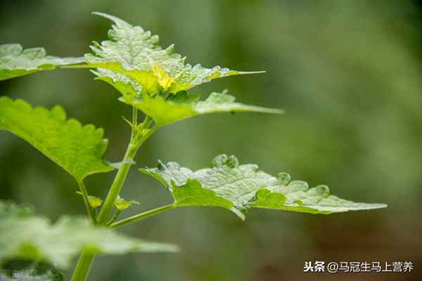 煮魚能放藿香葉嗎(煮魚放藿香有什么好處)