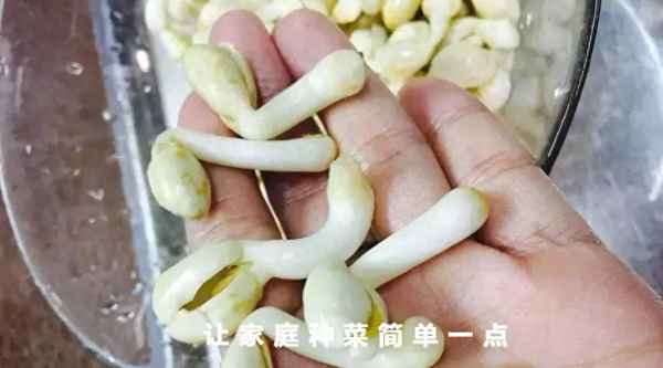 花生怎樣生花生芽(怎樣生花生芽在家最簡單的方法)