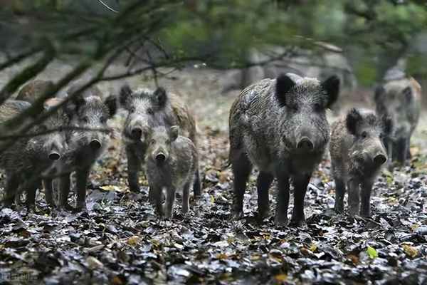 野猪走过的路还会走吗,野猪走过的路还会走吗图片