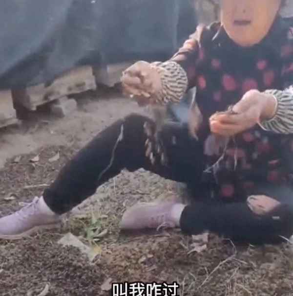 蜜蜂被恶意毒死的原因,蜜蜂毒死自己的危害