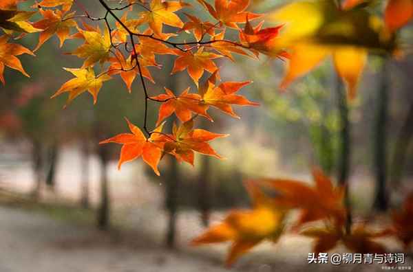初三上冊11首古詩—初三上冊11首古詩有哪些