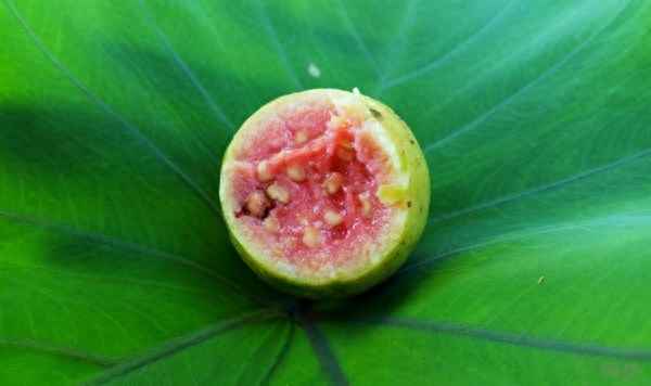 甜菜的作用與功效—甜菜根粉的作用與功效