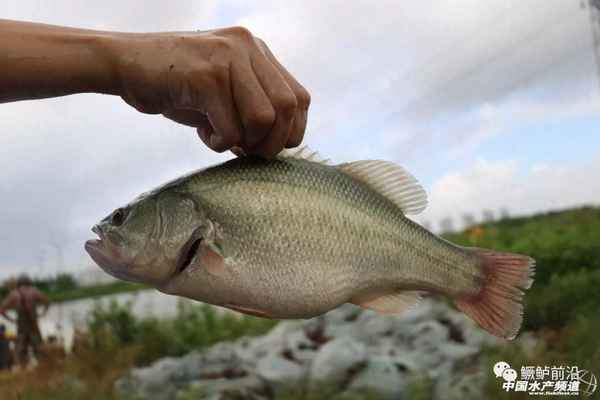 養殖鱸魚成本與利潤(鱸魚的養殖成本是多少)