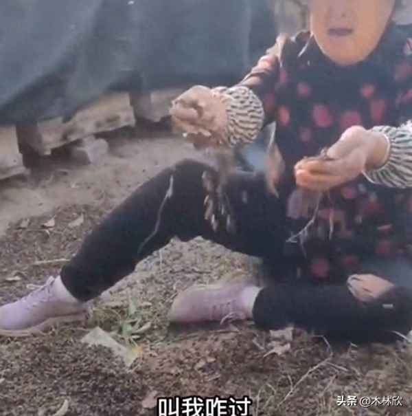 60箱蜜蜂遭人投毒_蜜蜂被投毒