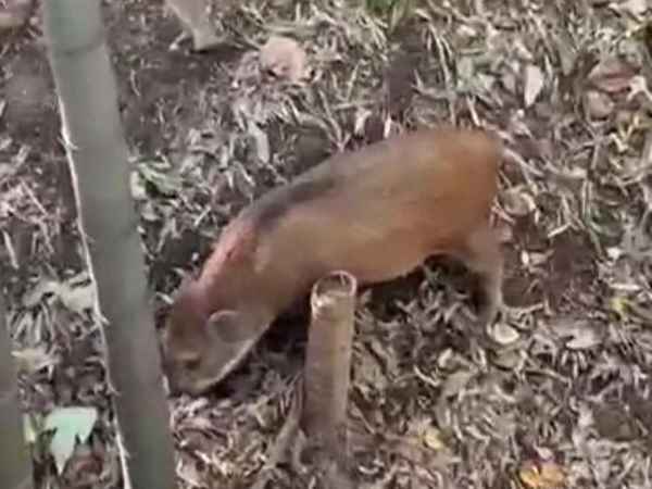 什么地方有野猪出没(什么地方有野猪买)