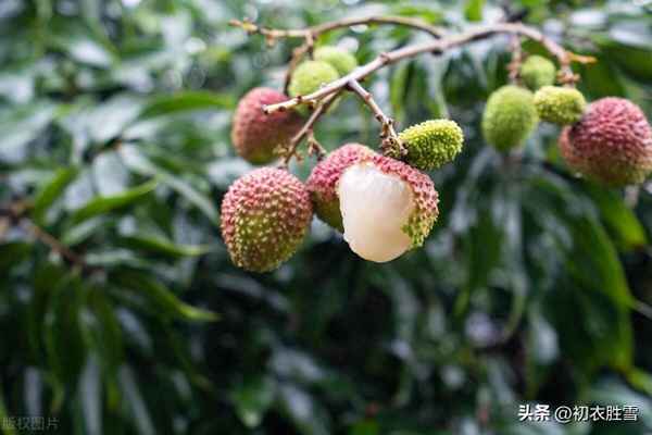 杨贵妃吃荔枝的诗词名句—杨贵妃吃荔枝的典故诗句