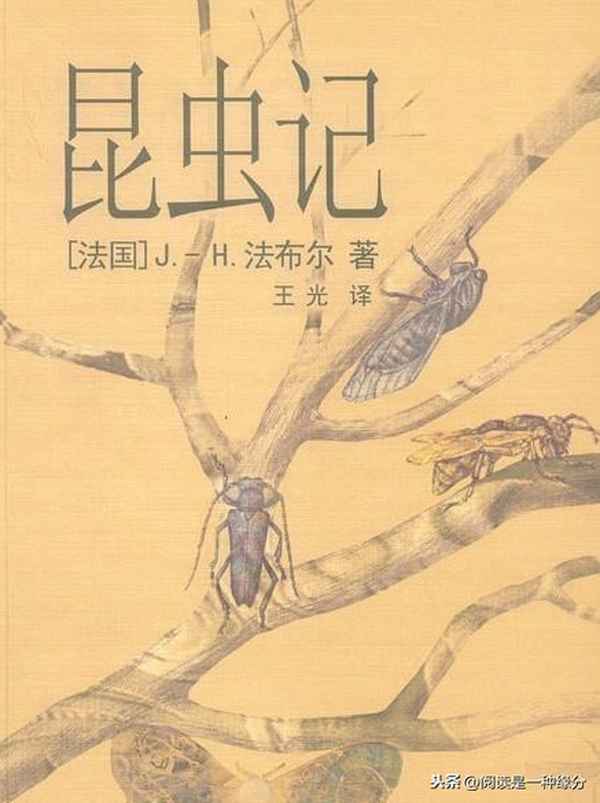 昆蟲記讀后感600字免費,昆蟲記故事內容梗概
