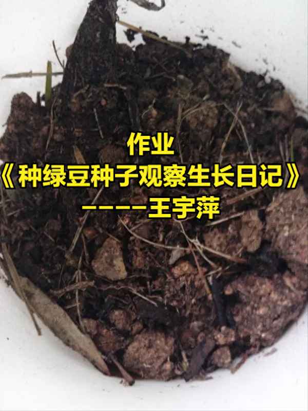 種綠豆的觀察日記4天_種綠豆的觀察日記3天