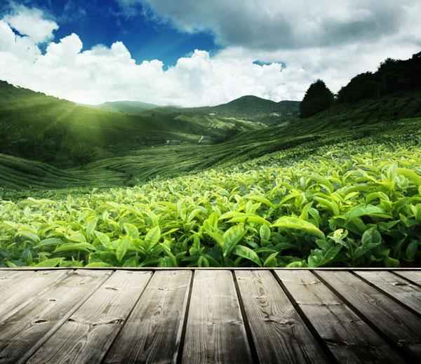 健康茶療_健康茶點(diǎn)
