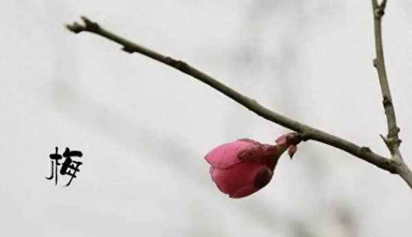 笛子名曲梅花三弄,笛子曲《梅花三弄》