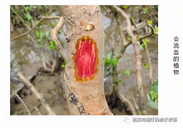 深圳红树湾森林公园、深圳红树湾现在开放了吗