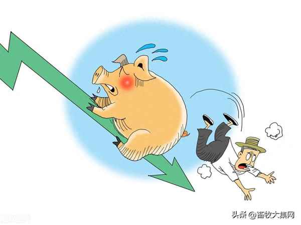 生猪期货价格行情-生猪期货价格行情分析